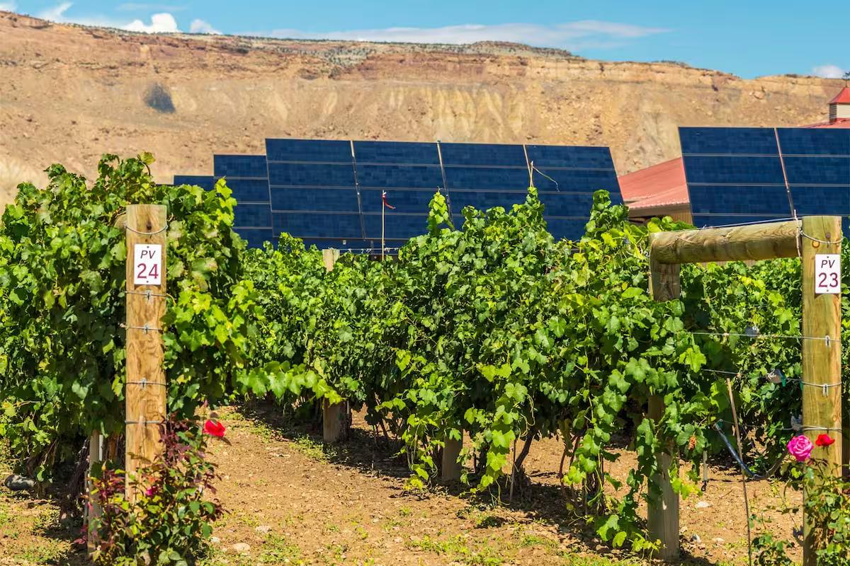 WineSolar: l'agrivoltaico incontra l'industria vinicola